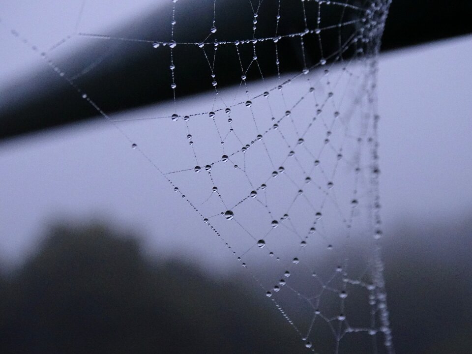 Cobweb mist nibelina