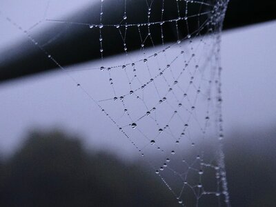 Cobweb mist nibelina
