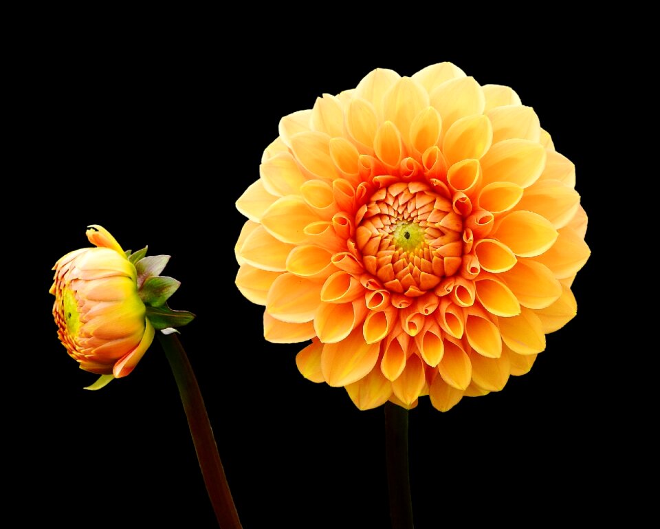 Asteraceae flower garden ornamental flower