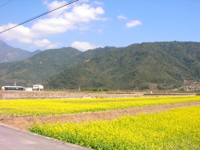 Yellow Flowers and Mountains