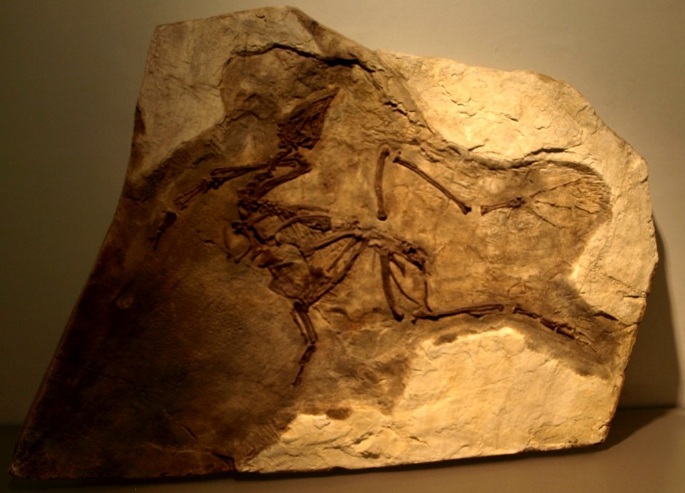YixianornisGrabaui-PaleozoologicalMuseumOfChina-May23-08