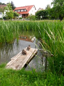 Zwei Enten am Alten Kanal