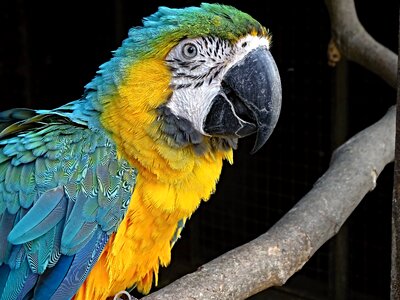 Parrot colorful blue photo