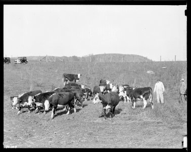 A few of the fine Hereford cattle belonging to Sherman Stiner, a progressive farmer on Lead Mine Bend, Union County... - NARA - 532727