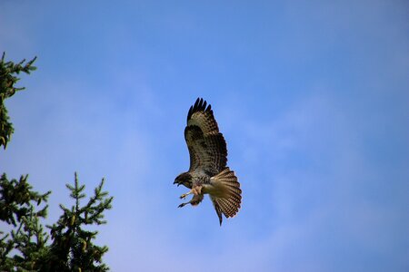 Bird of prey claws countries