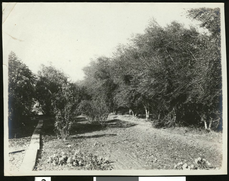A shady corner in a Yuma garden, showing furrowed soil, (s.d.) (CHS-46503)