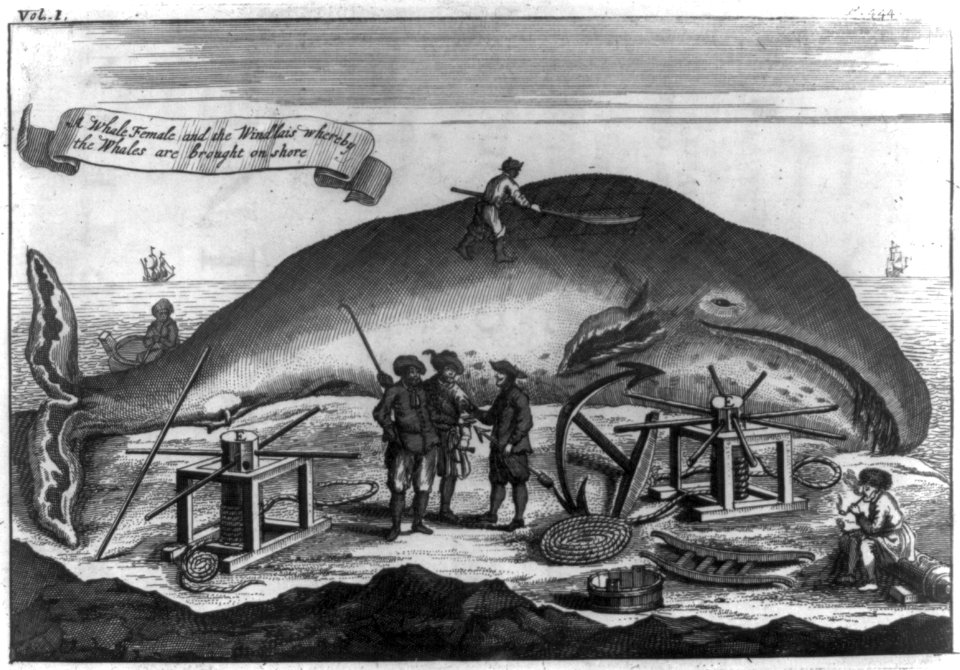 A whale female and the windlass whereby the whales are brought on shore LCCN2006683462