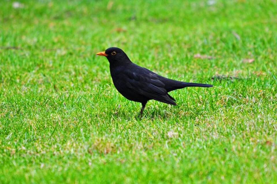 Animal bird songbird photo