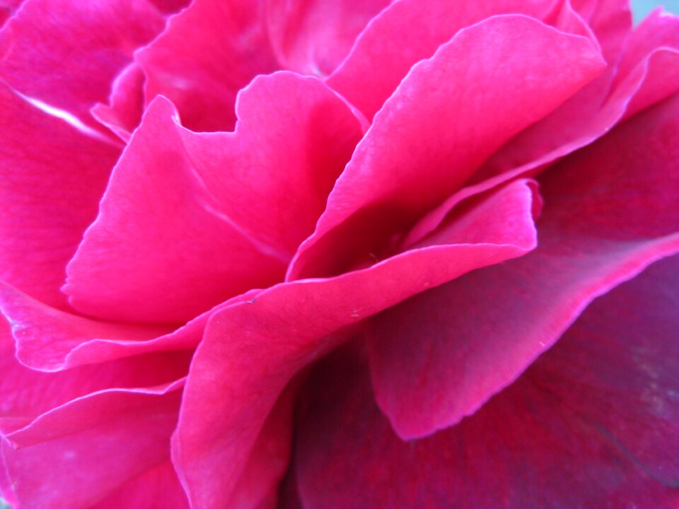 Flora pink petals