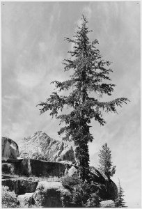 An Unnamed peak, Kings River Canyon (Proposed as a national park), California, 1936. (vertical orientation, ca. 1936 - NARA - 519922 photo
