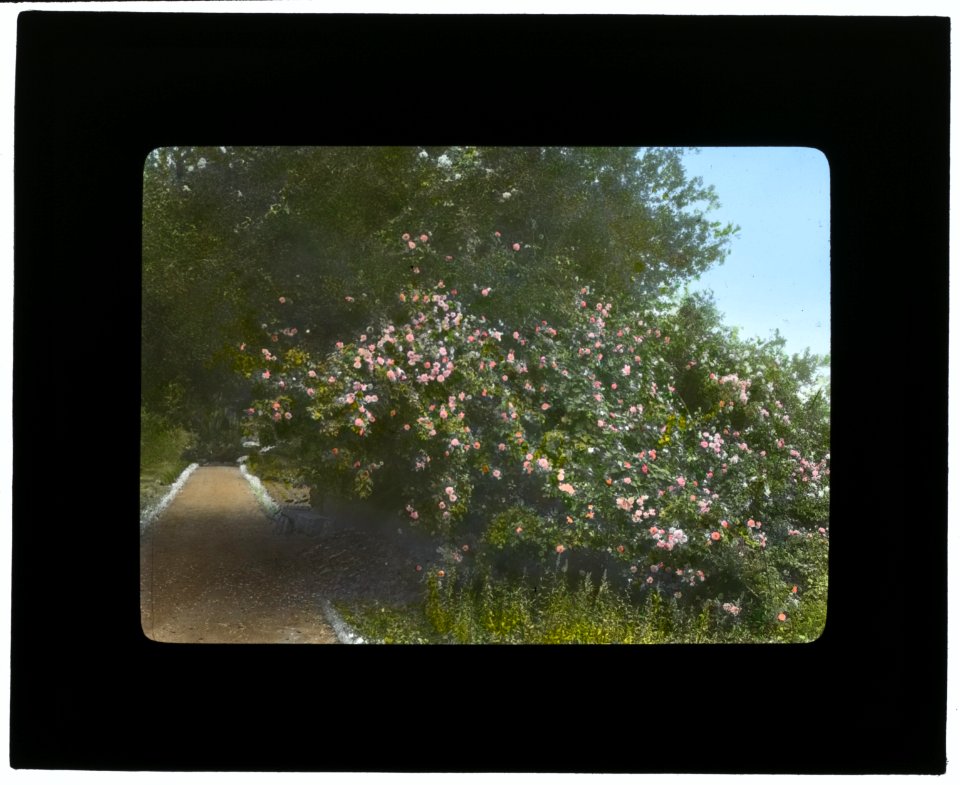 Arcady, George Owen Knapp house, Sycamore Canyon Road, Montecito, California. Roses along pathway LCCN2007684900