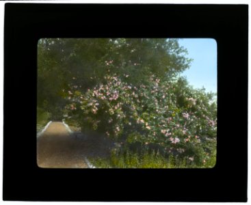 Arcady, George Owen Knapp house, Sycamore Canyon Road, Montecito, California. Roses along pathway LCCN2007684900