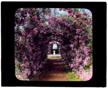 Armsea Hall, Charles Frederick Hoffman Jr. house, Narragansett Bay, Newport, Rhode Island. Rose Trellis LCCN2007685928