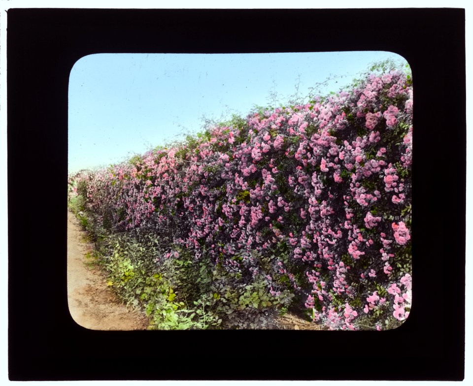 Armsea Hall, Charles Frederick Hoffman Jr. house, Narragansett Bay, Newport, Rhode Island. Rose-covered wall LCCN2007685913