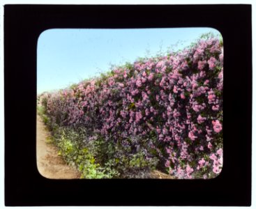 Armsea Hall, Charles Frederick Hoffman Jr. house, Narragansett Bay, Newport, Rhode Island. Rose-covered wall LCCN2007685913