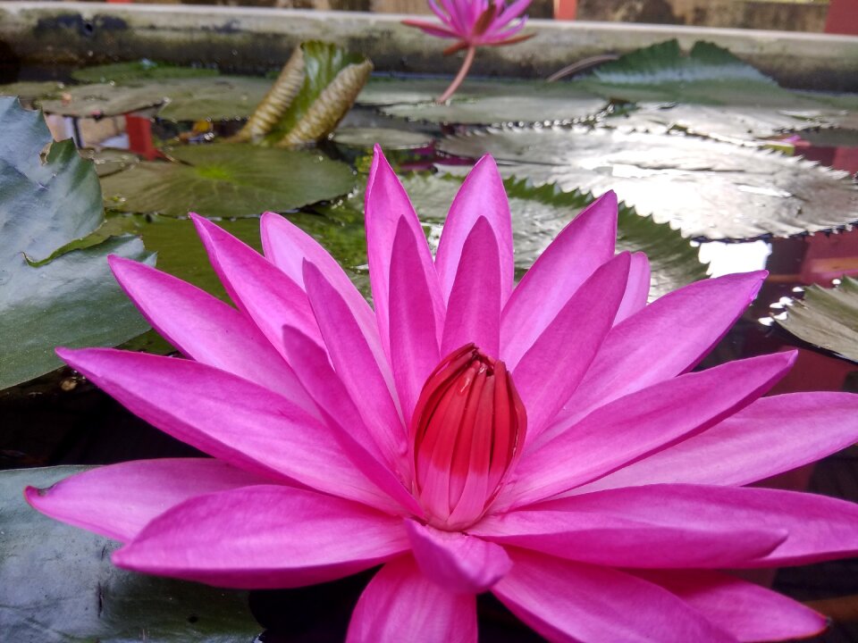 Pool lotus garden