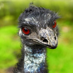 Rhea americana wildlife park zoo photo