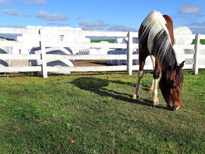 Pasture farm horse farm