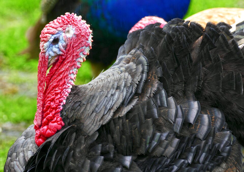 Truter meleagris gallopavo poultry