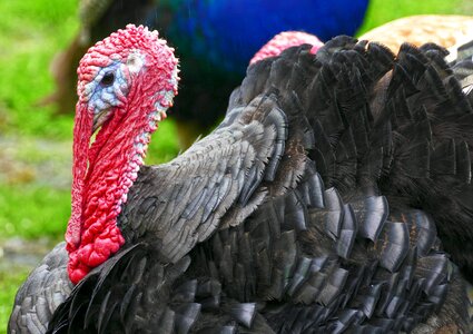 Truter meleagris gallopavo poultry