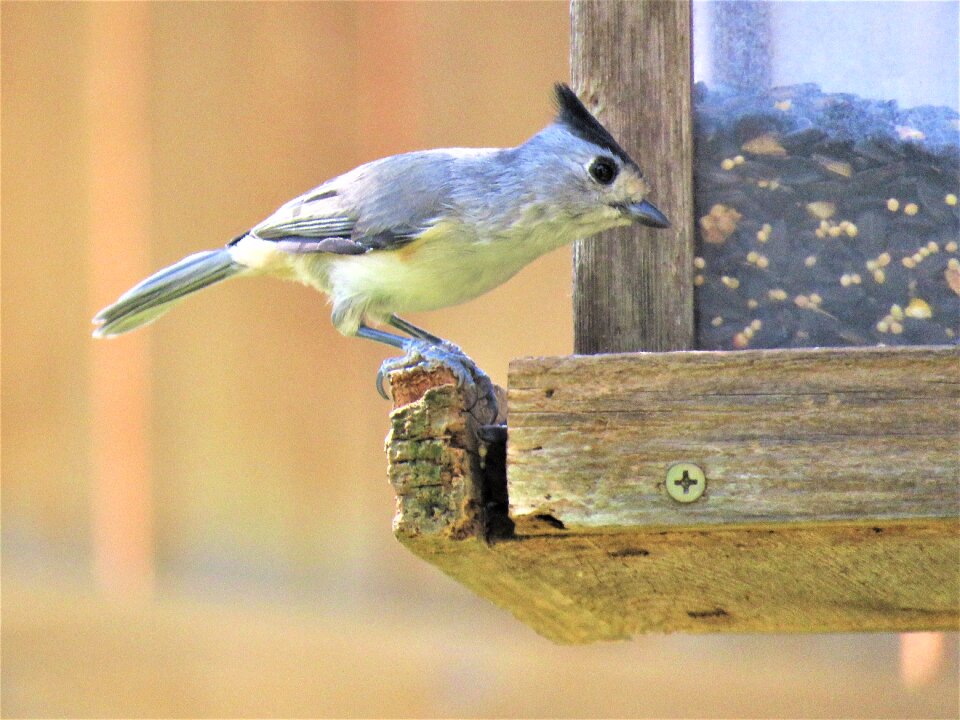 Bird wildlife nature