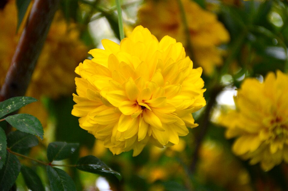 Sheet garden bright