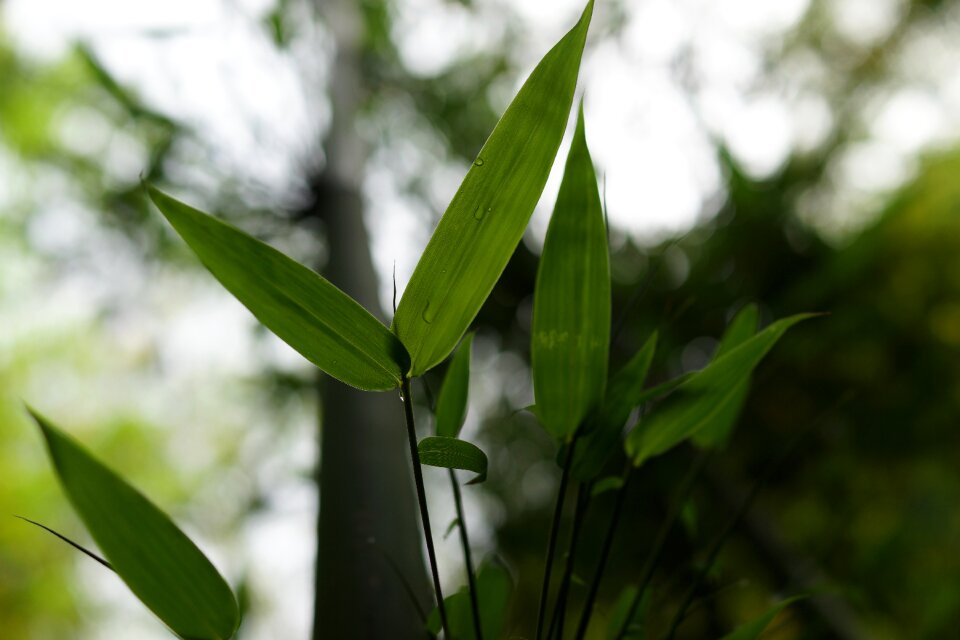 Growth mountain nature