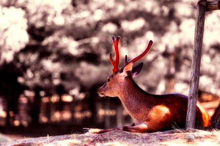 Resting antlers landscape