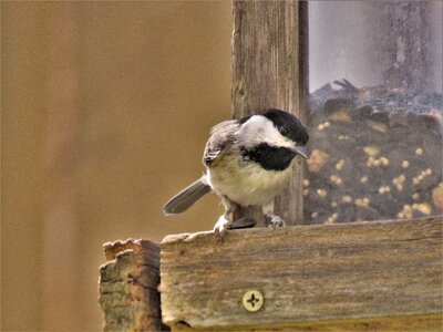 Tiny cute wildlife