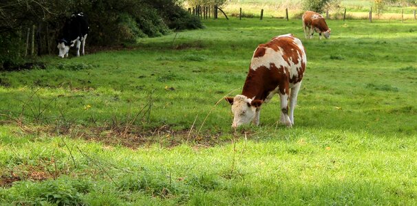Milk agriculture brown white