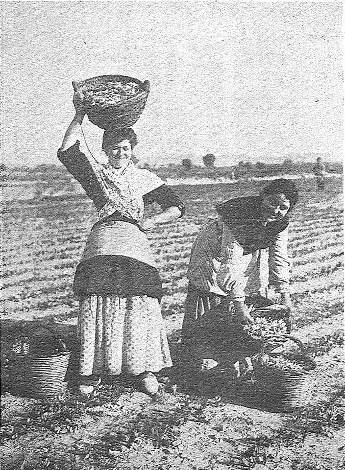 1904-11-27, El Gráfico, La recolección del azafrán, 01 (cropped) Transportando las rosas al almacén