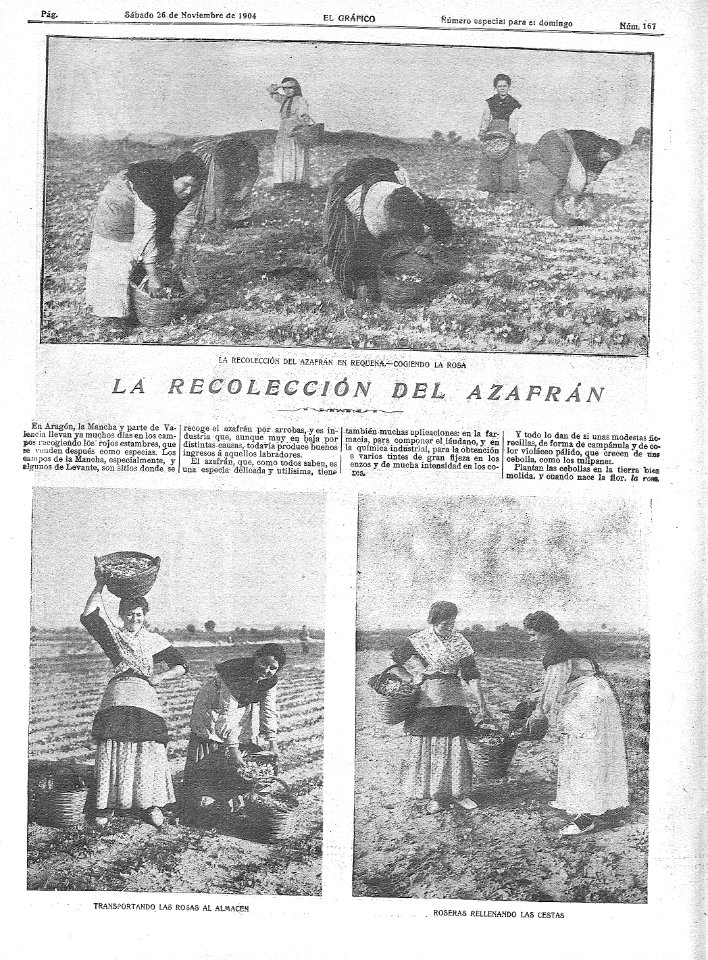1904-11-27, El Gráfico, La recolección del azafrán,01