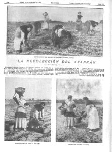 1904-11-27, El Gráfico, La recolección del azafrán,01