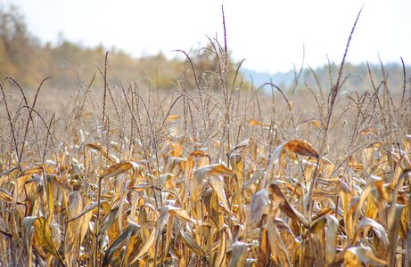 Corn leaves mature growing corn photo