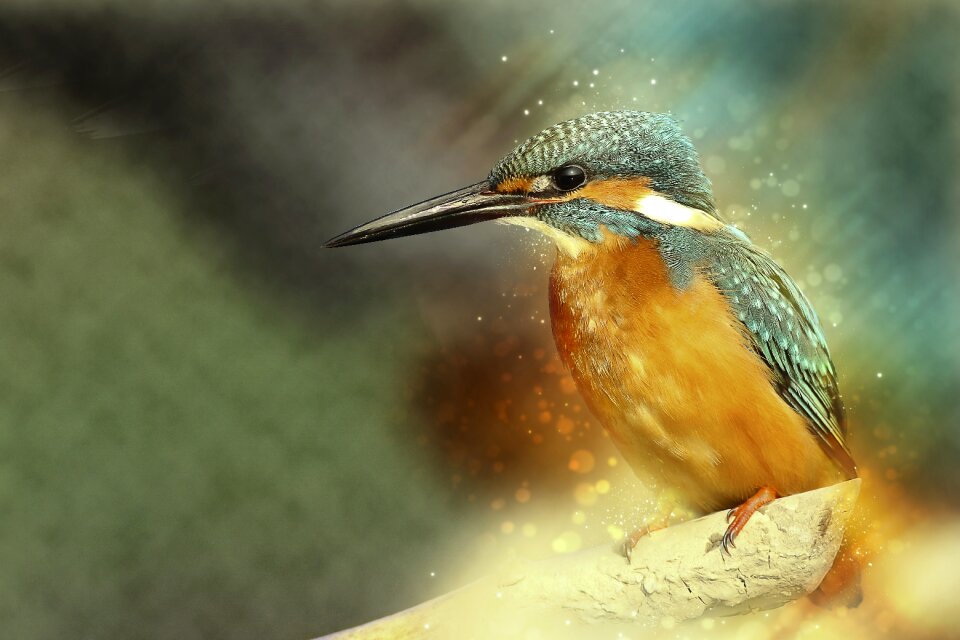 Bird bird watching color