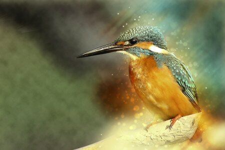Bird bird watching color