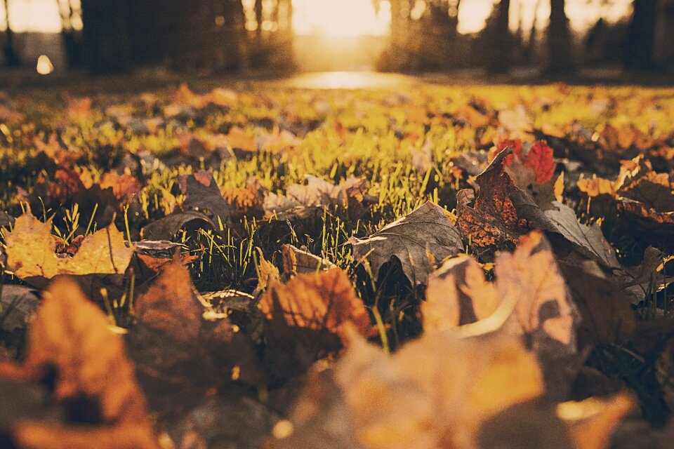 Grass brown grass brown leaf