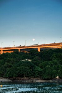 Plant nature bridge photo