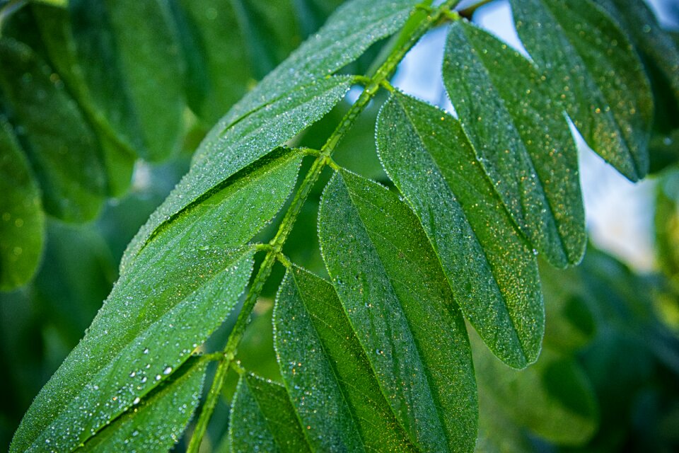 Morning drip close up