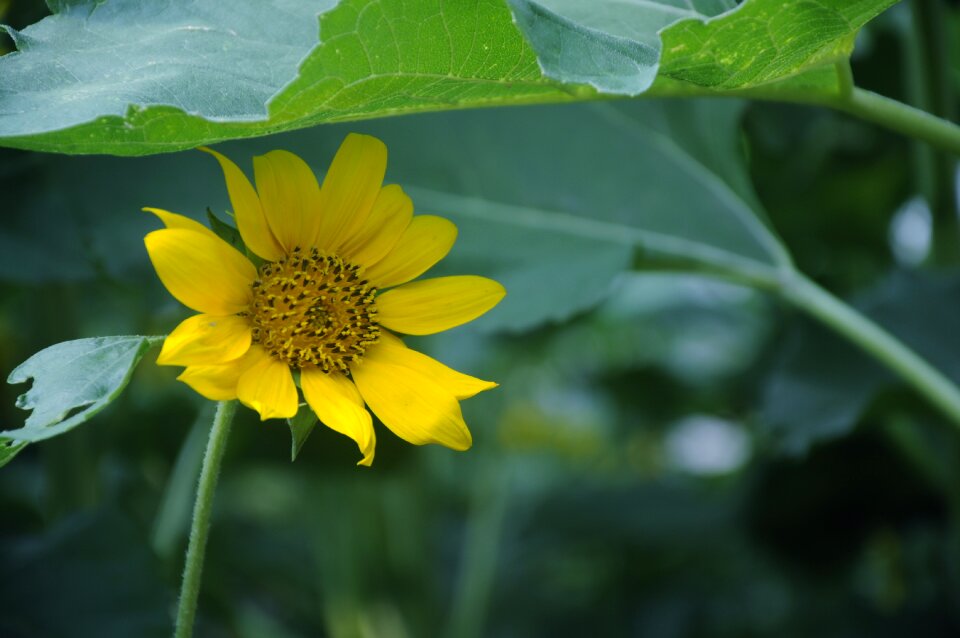 Towards day nightshade