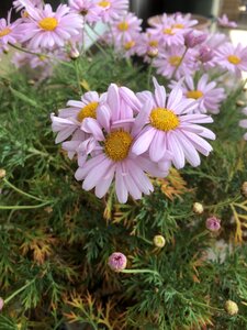 Summer garden petal