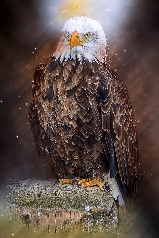 Falconry bird feathered