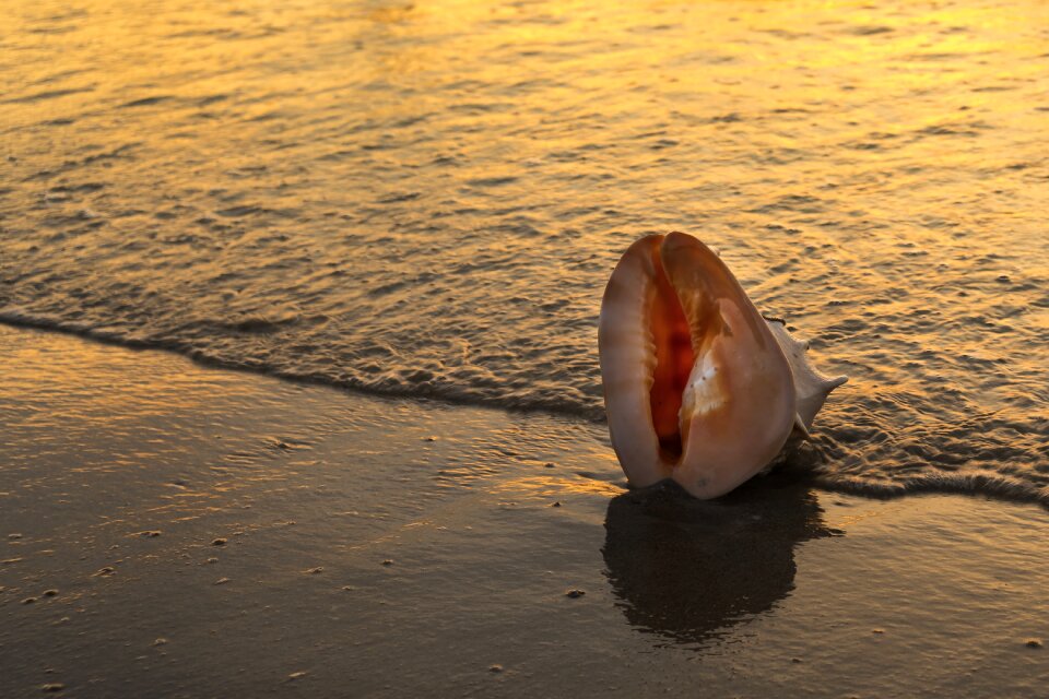 Animal shell balance beauty