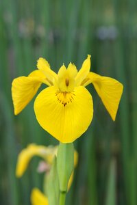 Garden growth blossom