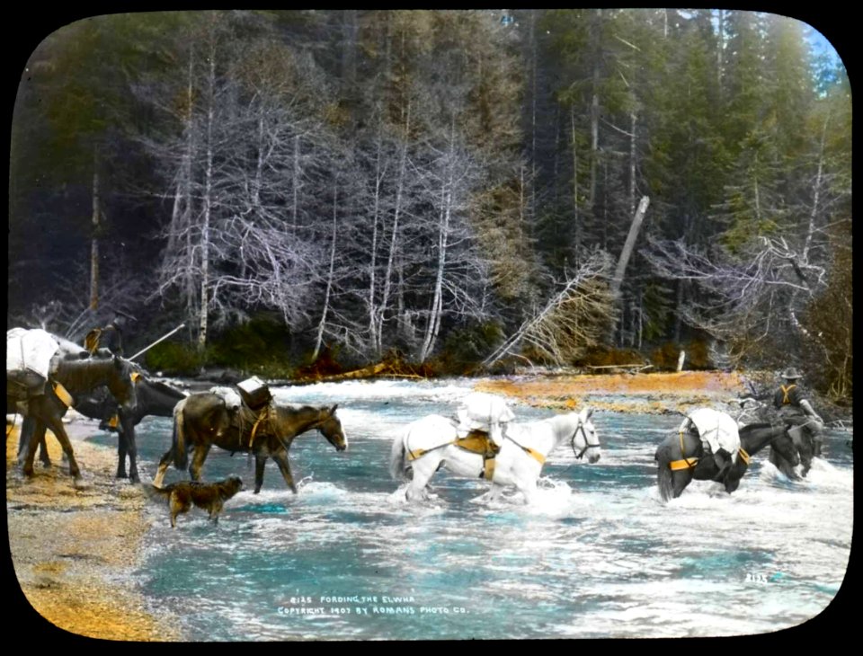 1907 Elwha River Packtrain by Asahel Curtis Cooper Collection COOPER37