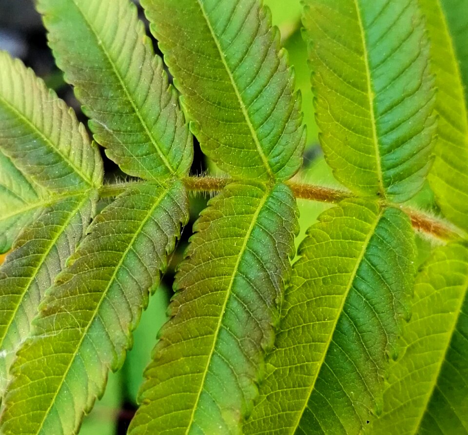 Plant foliage nature