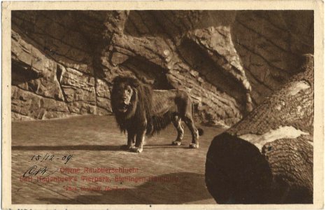 19071215 hamburg hagenbeck's tierpark raubtierschlucht