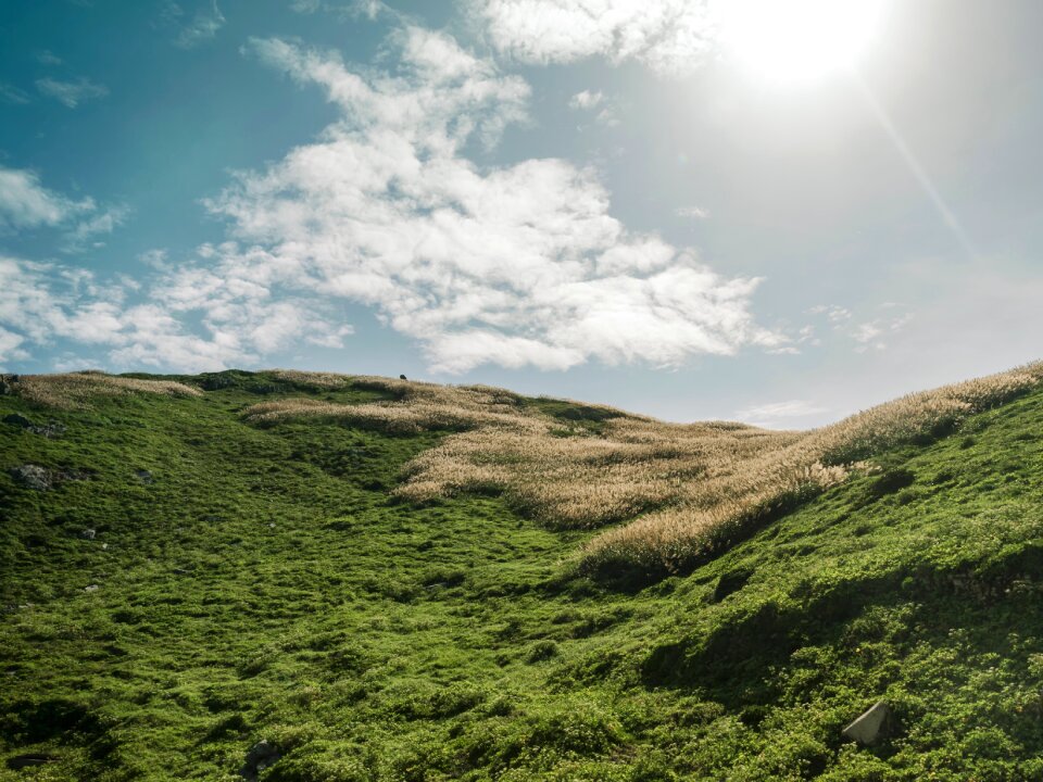 Grass lawn nature photo