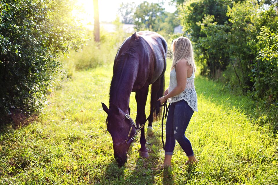 Animal equine equestrian