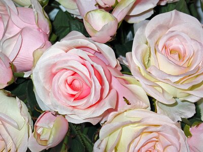 Rose flower floral photo